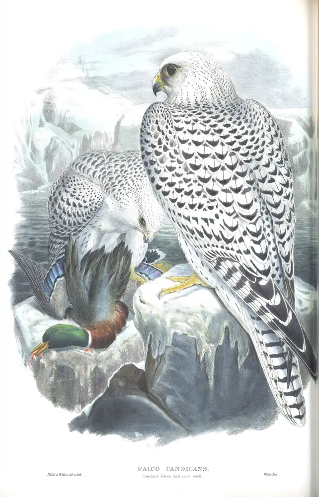 The whole sheet of volume I, plate 14, with its engraved caption