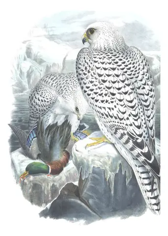 Volume I, plate 14 of Gould's The Birds of Great Britain: Gyrfalcon (Falco rusticolus)