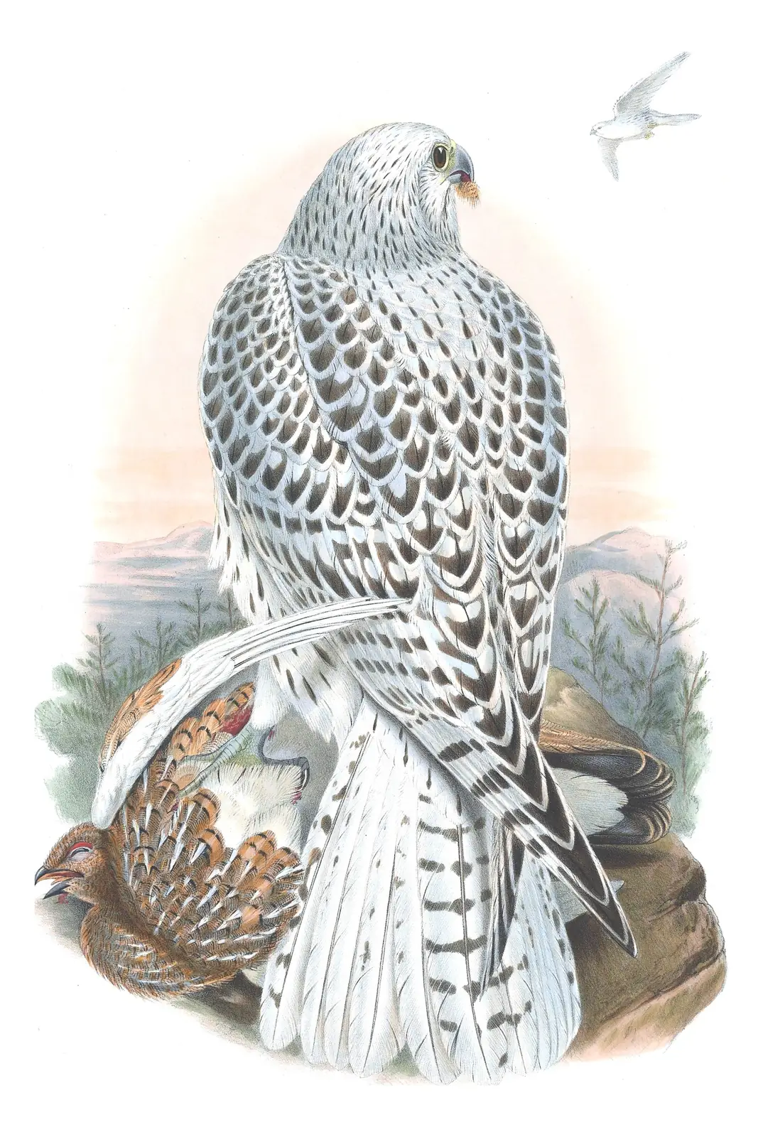 Volume I, plate 15 of Gould's The Birds of Great Britain: Gyrfalcon (Falco rusticolus)