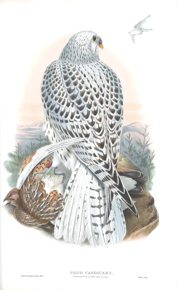 The whole sheet of volume I, plate 15, with its engraved caption