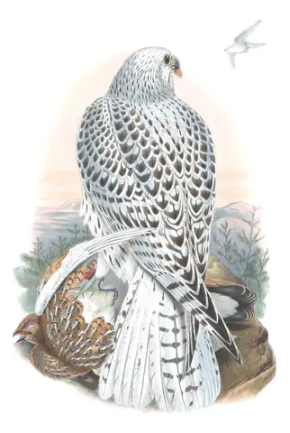Volume I, plate 15 of Gould's The Birds of Great Britain: Gyrfalcon (Falco rusticolus)