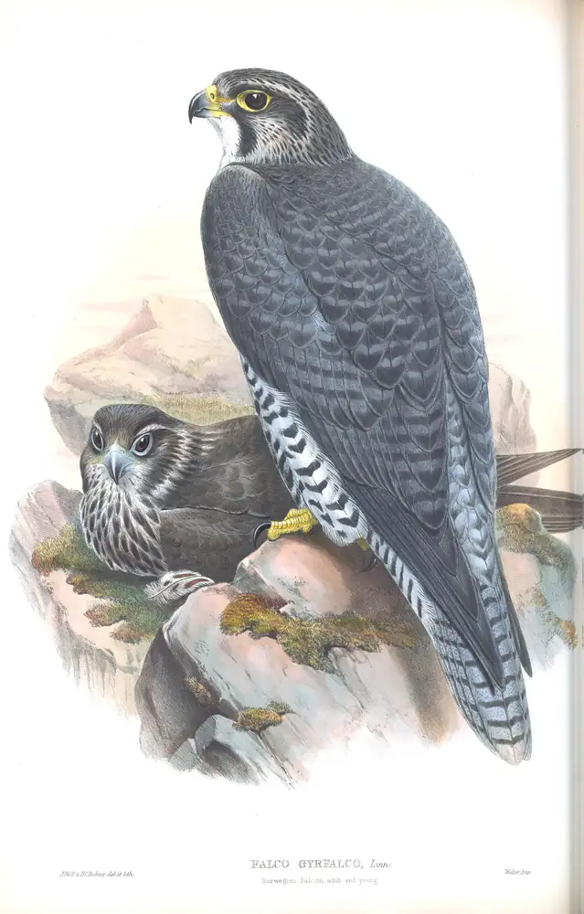 The whole sheet of volume I, plate 16, with its engraved caption