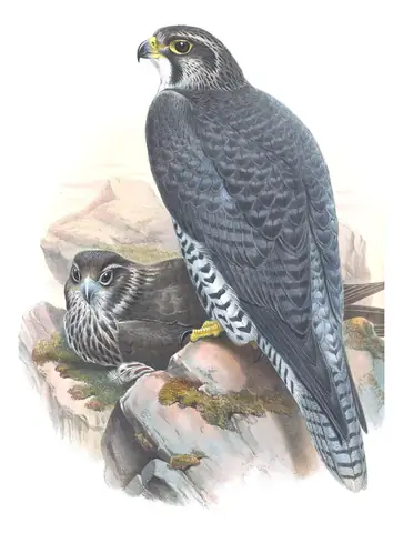 Volume I, plate 16 of Gould's The Birds of Great Britain: Gyrfalcon (Falco rusticolus)