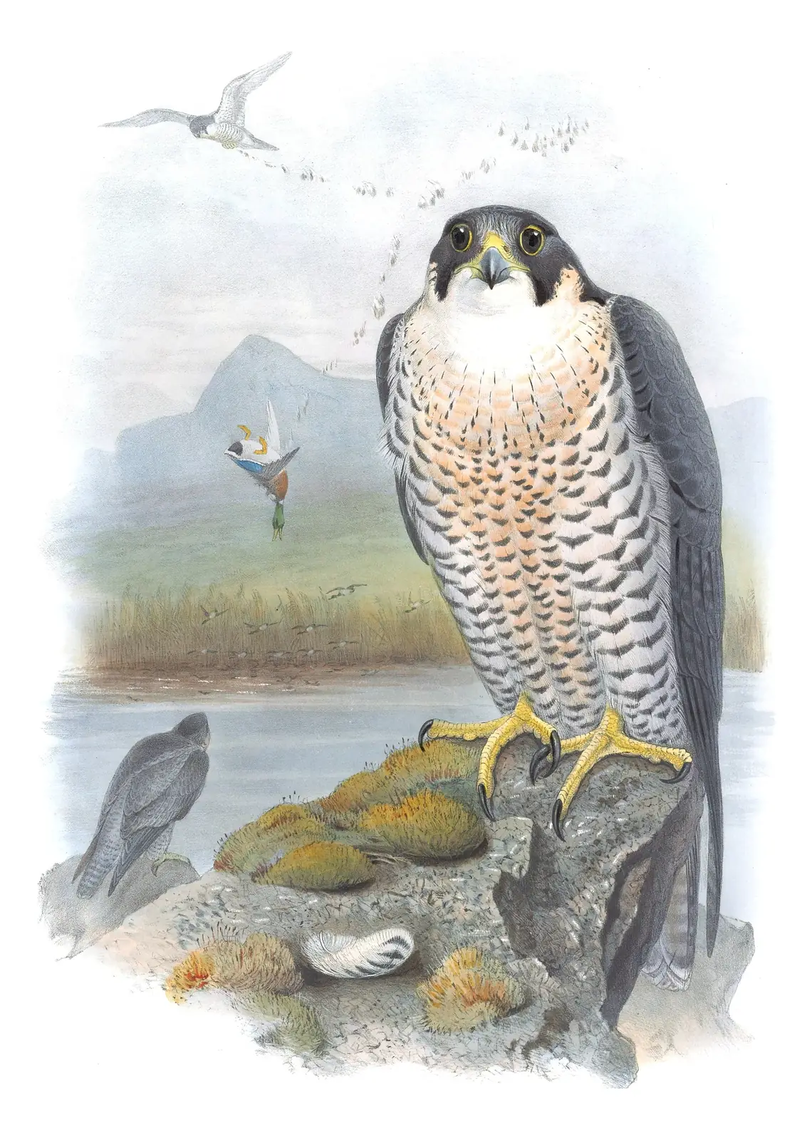 Volume I, plate 17 of Gould's The Birds of Great Britain: Peregrine Falcon (Falco peregrinus)