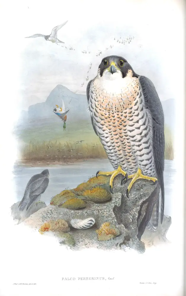 The whole sheet of volume I, plate 17, with its engraved caption