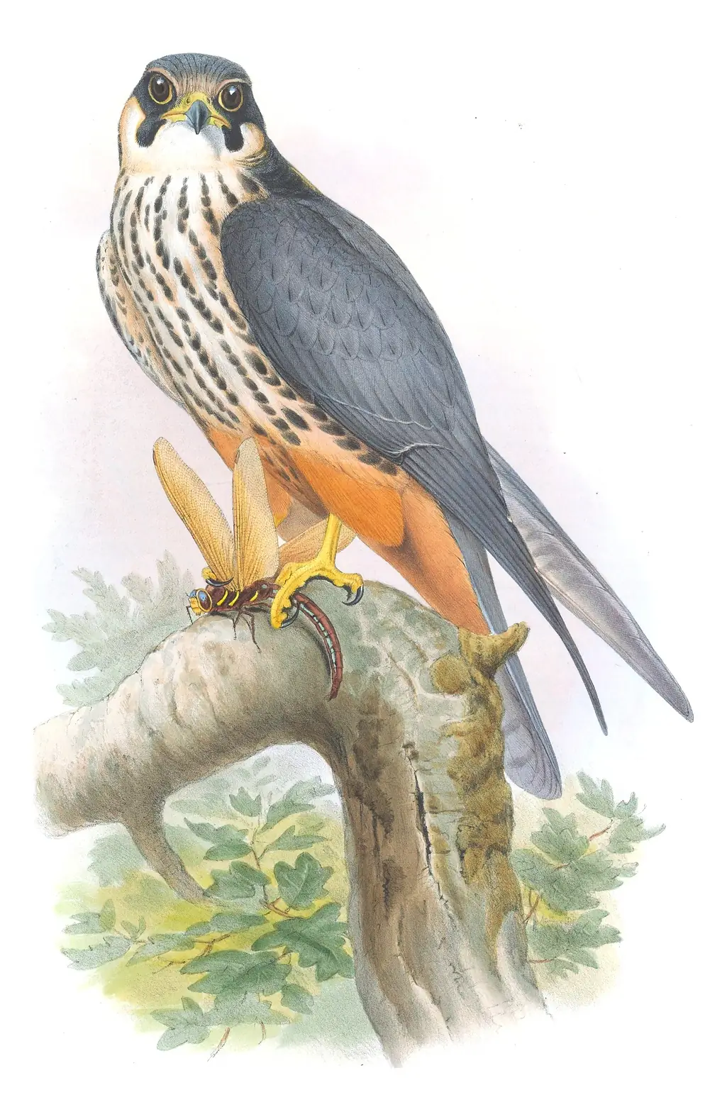 Volume I, plate 18 of Gould's The Birds of Great Britain: Eurasian Hobby (Falco subbuteo)