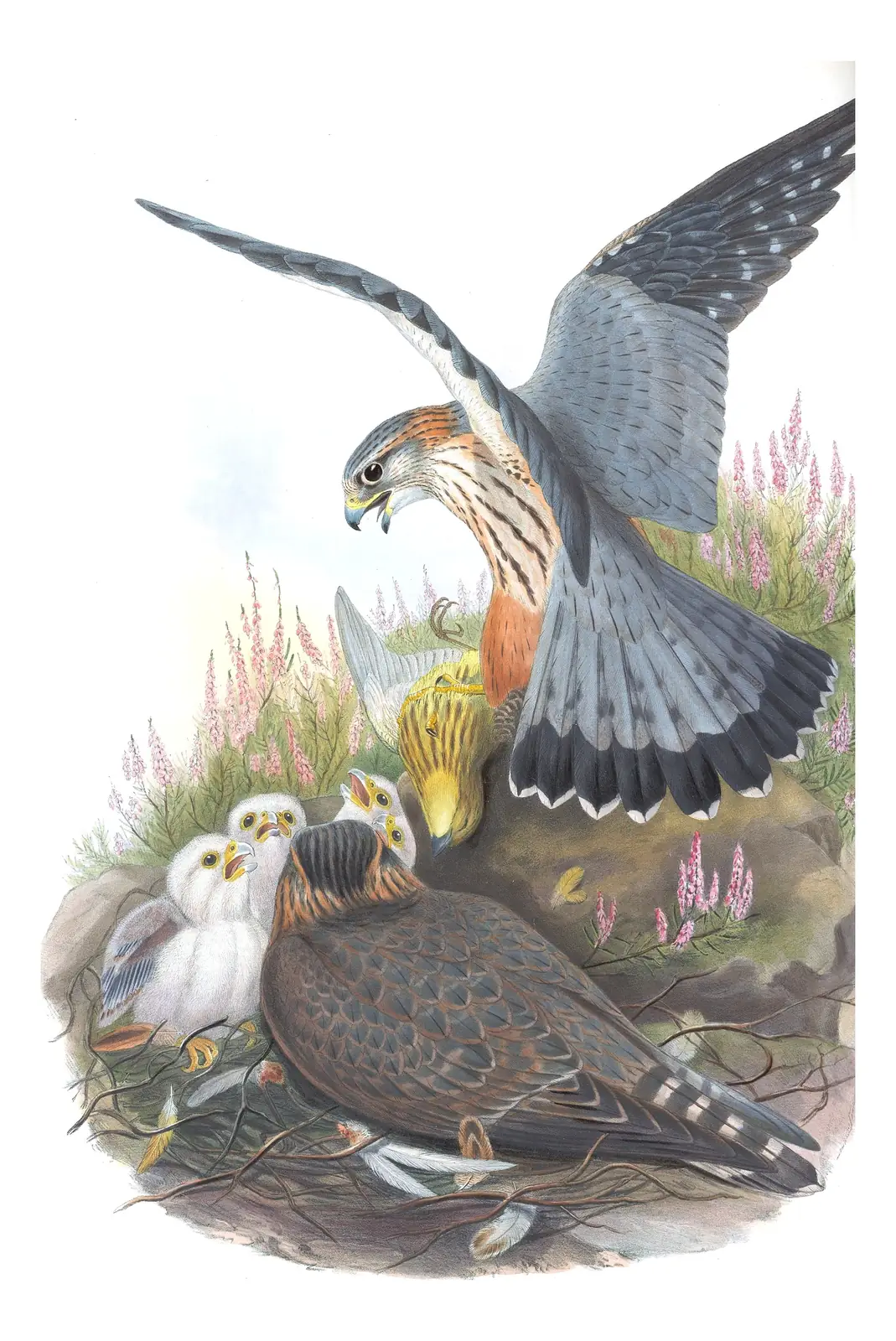 Volume I, plate 19 of Gould's The Birds of Great Britain: Merlin (Falco columbarius)
