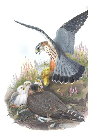 Volume I, plate 19 of Gould's The Birds of Great Britain: Merlin (Falco columbarius)