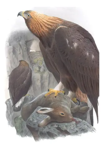 Volume I, plate 2 of Gould's The Birds of Great Britain: Golden Eagle (Aquila chrysaetos)