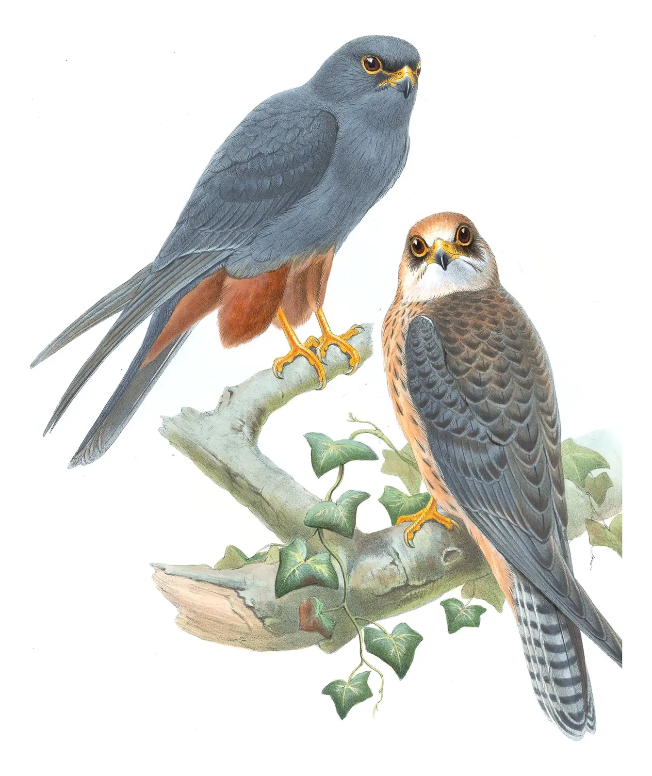 Volume I, plate 20 of Gould's The Birds of Great Britain: Red-footed Falcon (Falco vespertinus)