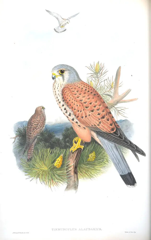 The whole sheet of volume I, plate 21, with its engraved caption