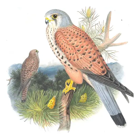Volume I, plate 21 of Gould's The Birds of Great Britain: Eurasian Kestrel (Falco tinnunculus)