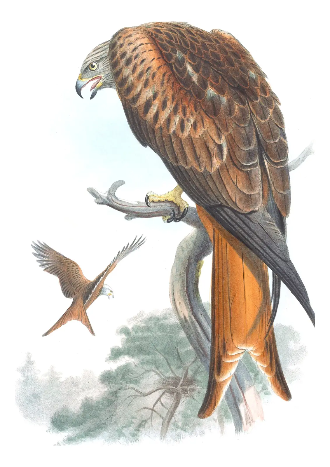 Volume I, plate 22 of Gould's The Birds of Great Britain: Red Kite (Milvus milvus)