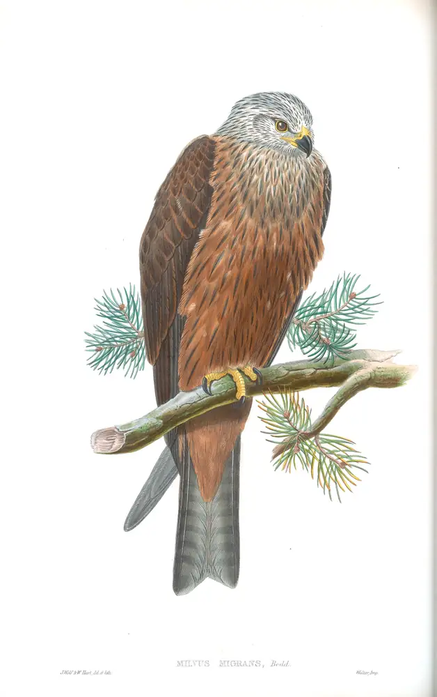 The whole sheet of volume I, plate 23, with its engraved caption