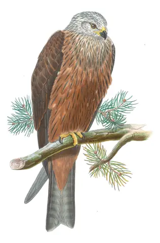 Volume I, plate 23 of Gould's The Birds of Great Britain: Black Kite (Milvus migrans)