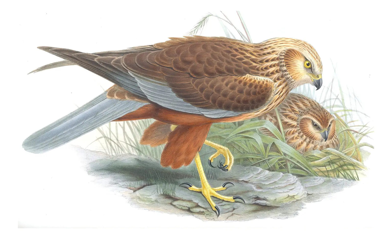Volume I, plate 24 of Gould's The Birds of Great Britain: Western Marsh Harrier (Circus aeruginosus)