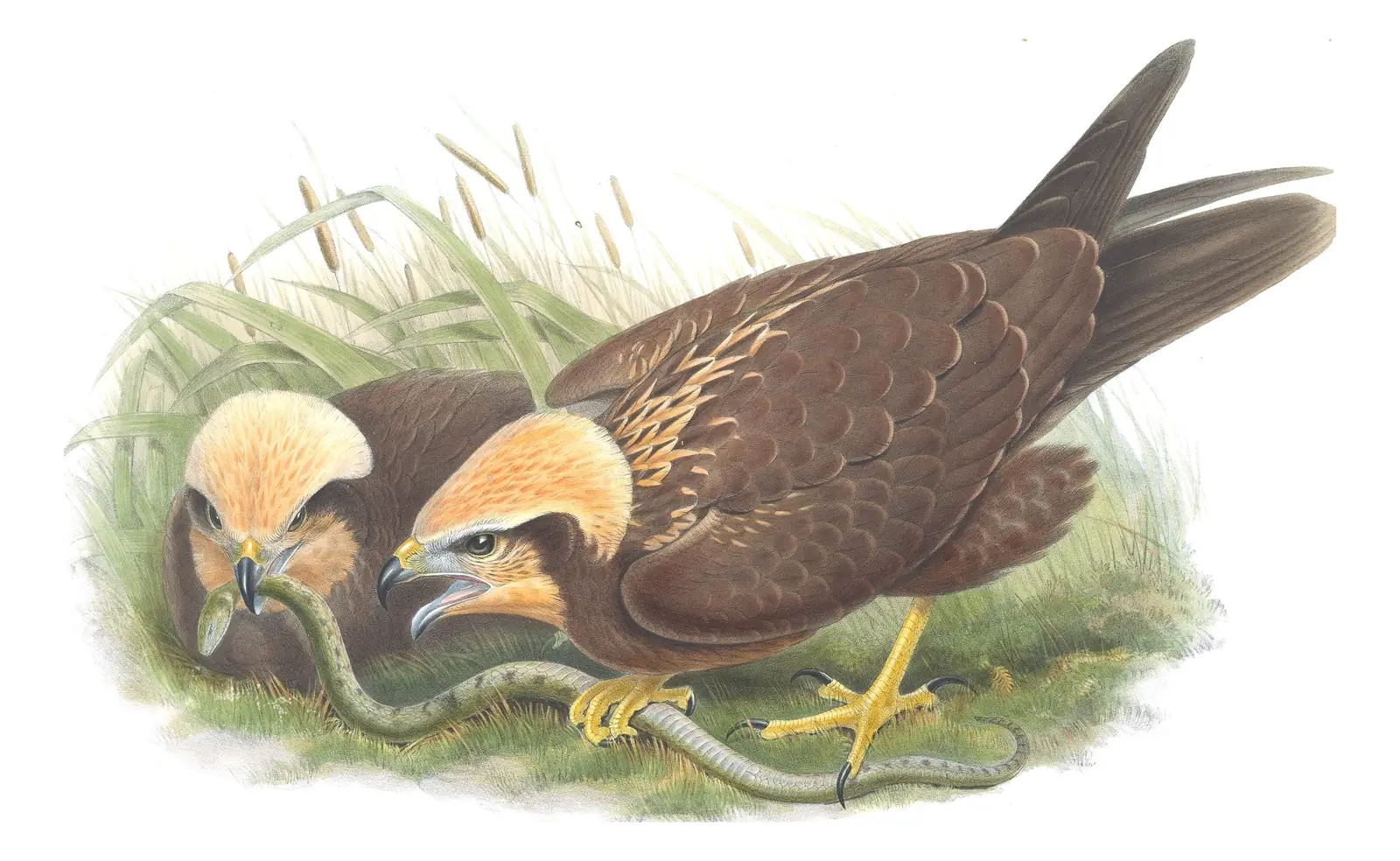 Volume I, plate 25 of Gould's The Birds of Great Britain: Western Marsh Harrier (Circus aeruginosus)