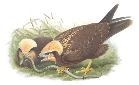 Volume I, plate 25 of Gould's The Birds of Great Britain: Western Marsh Harrier (Circus aeruginosus)