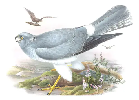 Volume I, plate 26 of Gould's The Birds of Great Britain: Hen Harrier (Circus cyaneus)