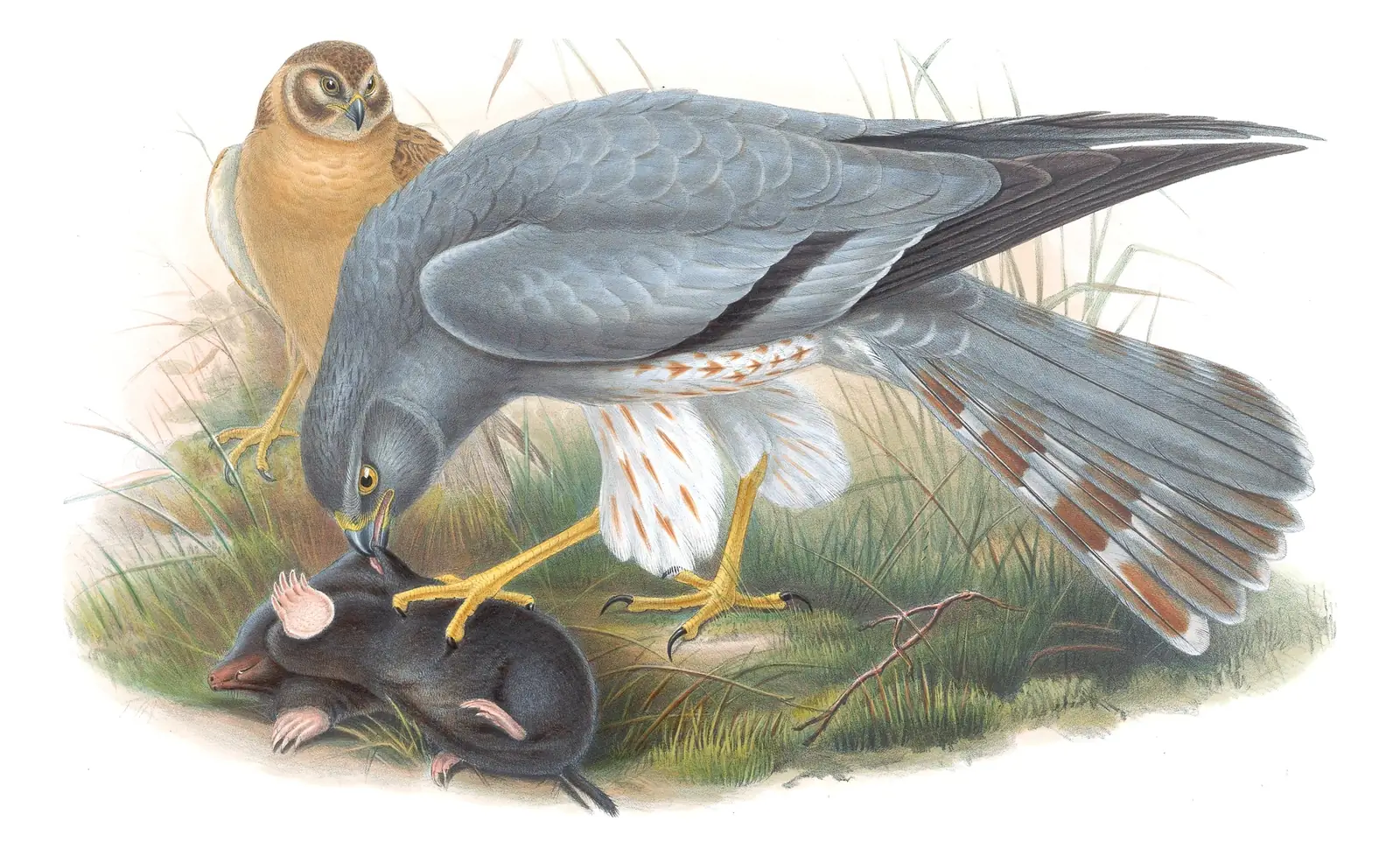 Volume I, plate 27 of Gould's The Birds of Great Britain: Montagu's Harrier (Circus pygargus)