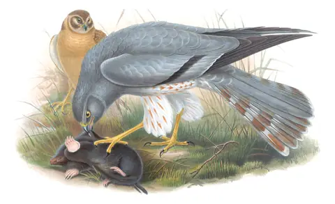 Volume I, plate 27 of Gould's The Birds of Great Britain: Montagu's Harrier (Circus pygargus)