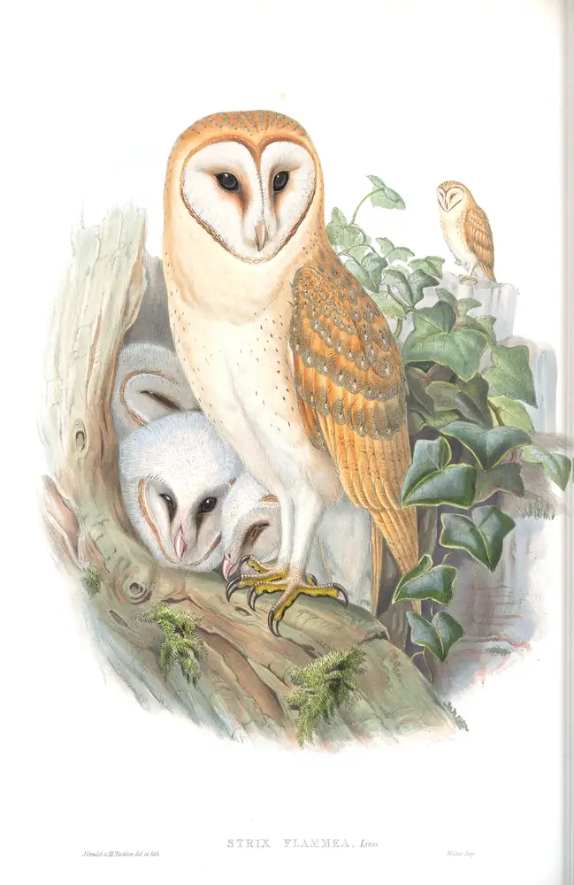 The whole sheet of volume I, plate 28, with its engraved caption