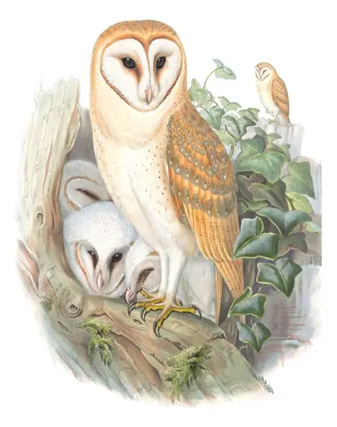Volume I, plate 28 of Gould's The Birds of Great Britain: Western Barn Owl (Tyto alba)