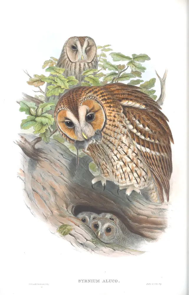 The whole sheet of volume I, plate 29, with its engraved caption