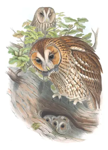 Volume I, plate 29 of Gould's The Birds of Great Britain: Tawny Owl (Strix aluco)