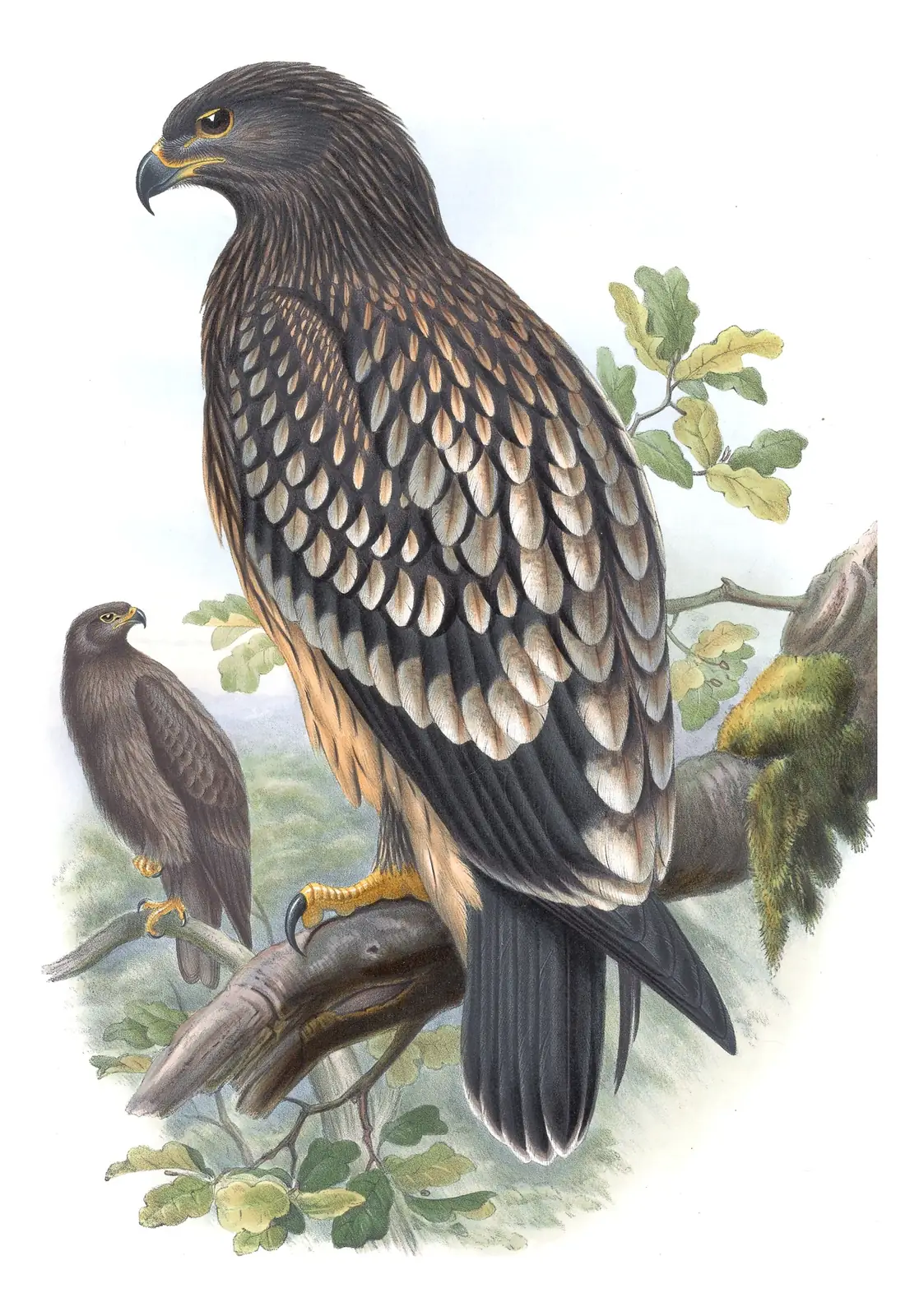 Volume I, plate 3 of Gould's The Birds of Great Britain: Greater Spotted Eagle (Clanga clanga)