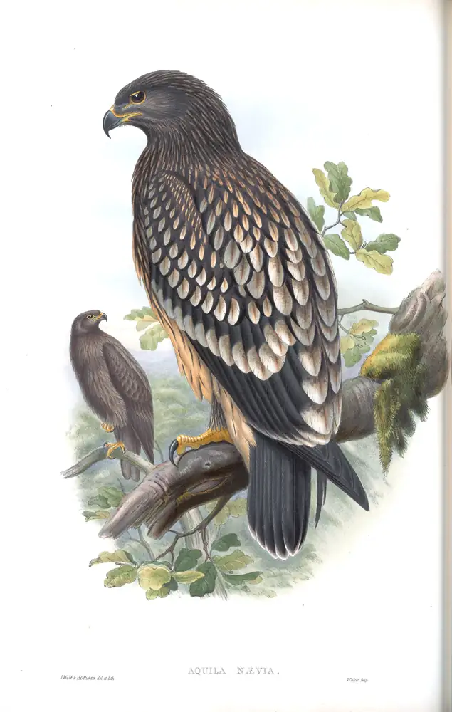 The whole sheet of volume I, plate 3, with its engraved caption