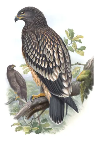 Volume I, plate 3 of Gould's The Birds of Great Britain: Greater Spotted Eagle (Clanga clanga)