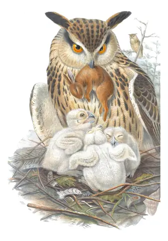 Volume I, plate 30 of Gould's The Birds of Great Britain: Eurasian Eagle-Owl (Bubo bubo)
