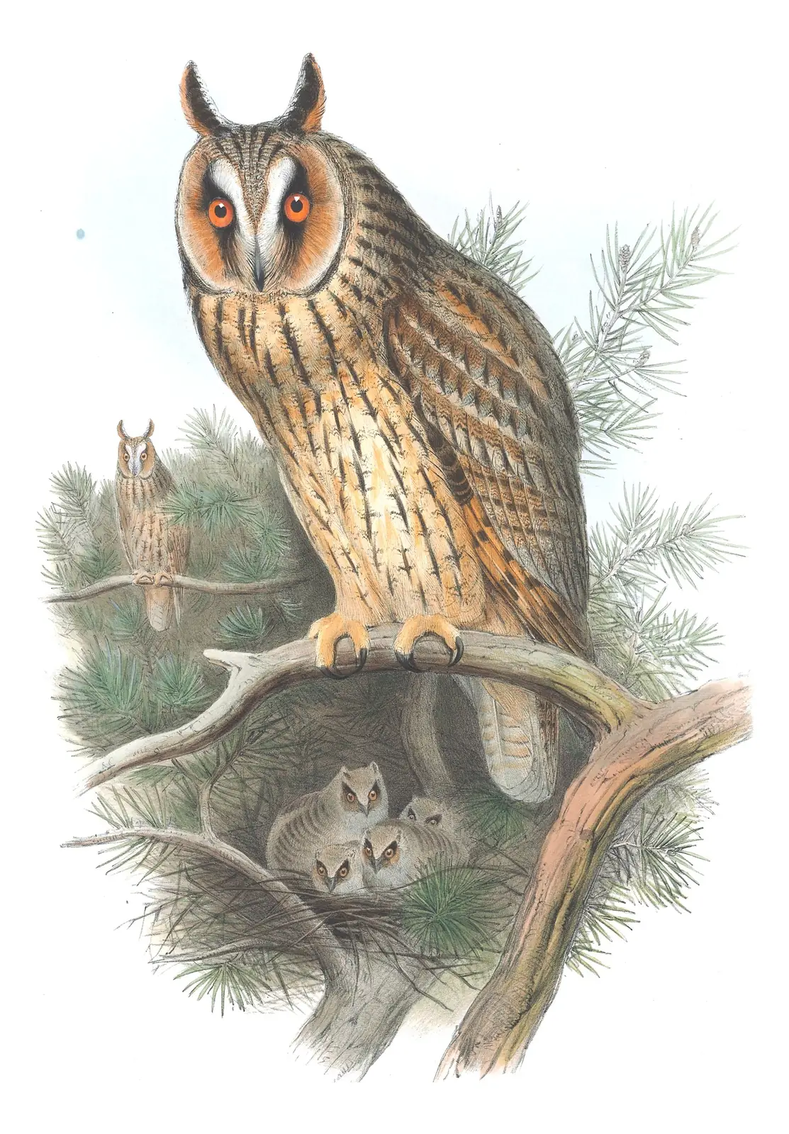 Volume I, plate 31 of Gould's The Birds of Great Britain: Long-eared Owl (Asio otus)