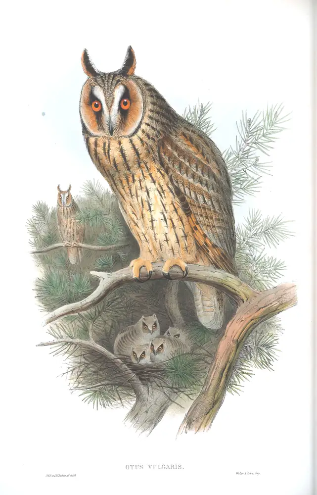 The whole sheet of volume I, plate 31, with its engraved caption