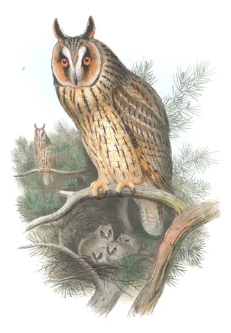 Volume I, plate 31 of Gould's The Birds of Great Britain: Long-eared Owl (Asio otus)
