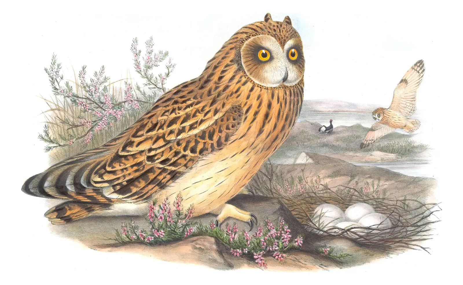 Volume I, plate 32 of Gould's The Birds of Great Britain: Short-eared Owl (Asio flammeus)