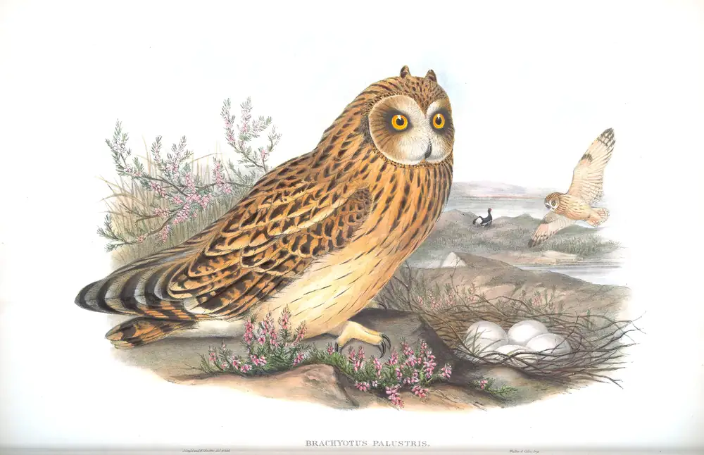 The whole sheet of volume I, plate 32, with its engraved caption