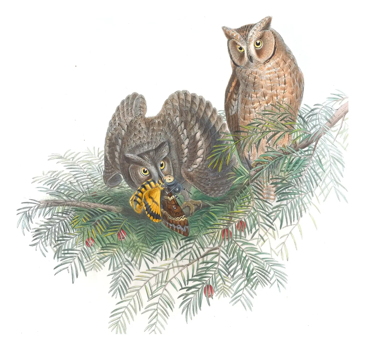 Volume I, plate 33 of Gould's The Birds of Great Britain: Eurasian Scops-Owl (Otus scops)