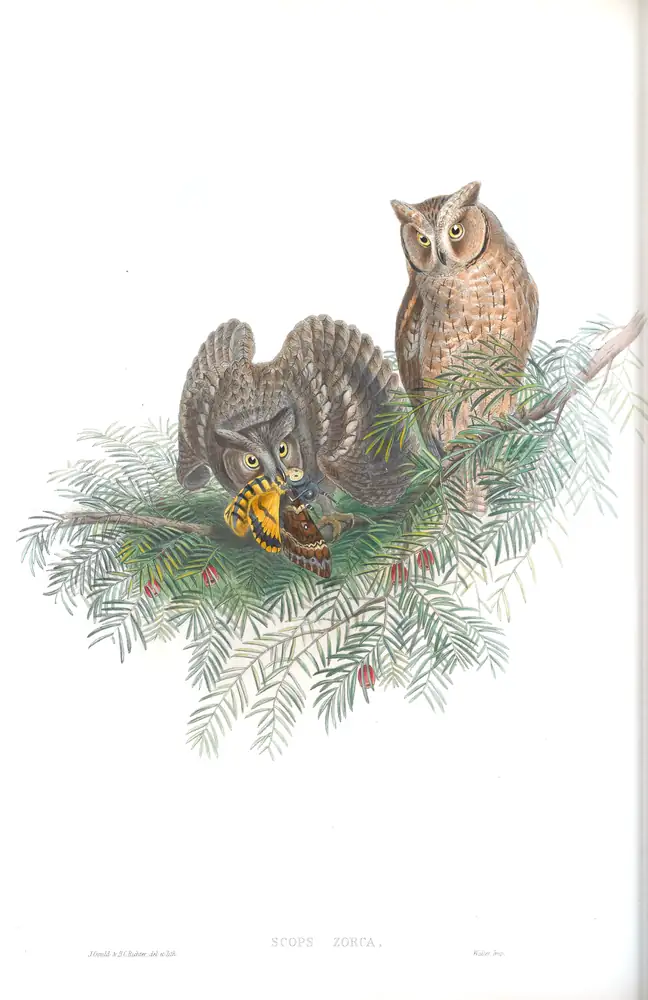 The whole sheet of volume I, plate 33, with its engraved caption