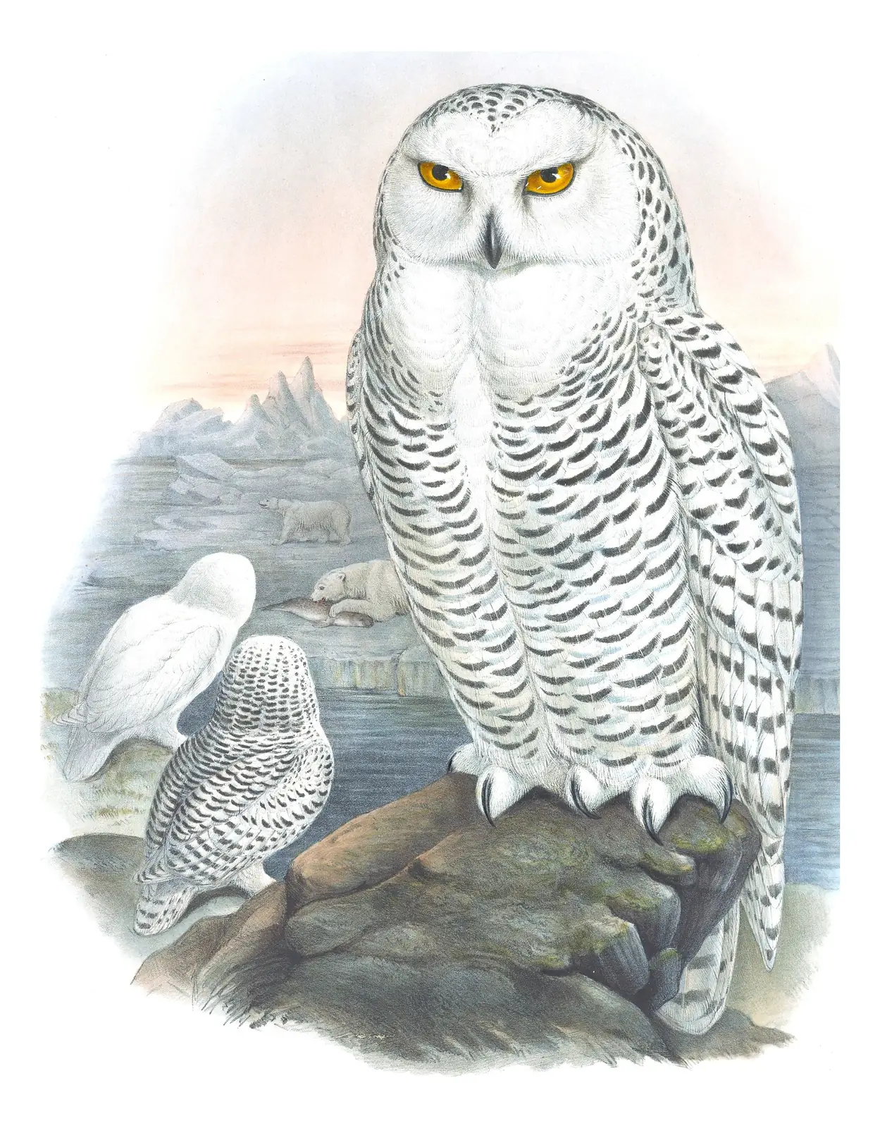 Volume I, plate 34 of Gould's The Birds of Great Britain: Snowy Owl (Bubo scandiacus)