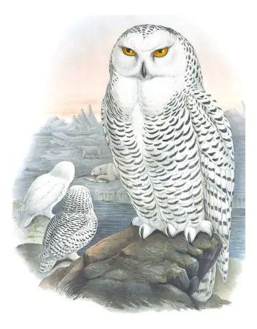 Volume I, plate 34 of Gould's The Birds of Great Britain: Snowy Owl (Bubo scandiacus)