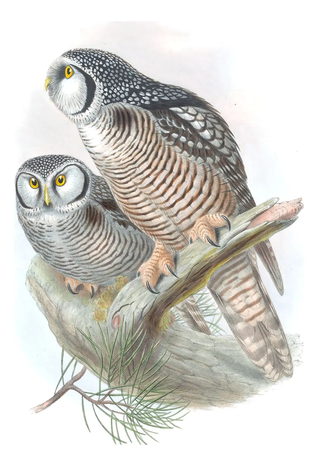 Volume I, plate 35 of Gould's The Birds of Great Britain: Northern Hawk Owl (Surnia ulula)