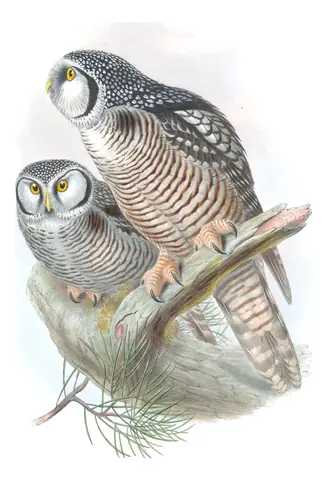 Volume I, plate 35 of Gould's The Birds of Great Britain: Northern Hawk Owl (Surnia ulula)