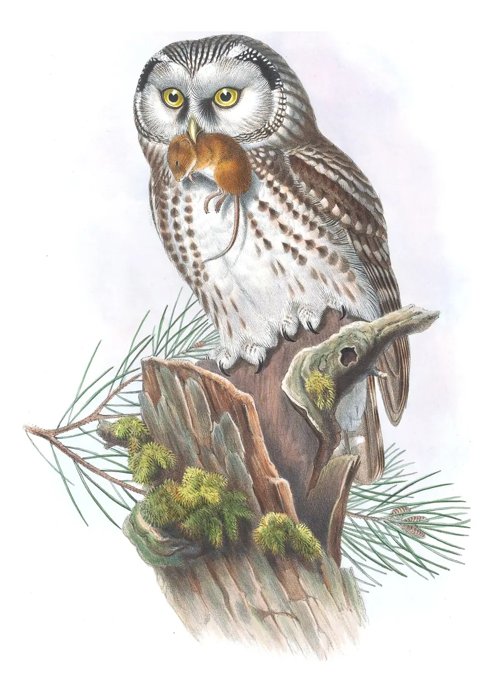 Volume I, plate 36 of Gould's The Birds of Great Britain: Boreal Owl (Aegolius funereus)
