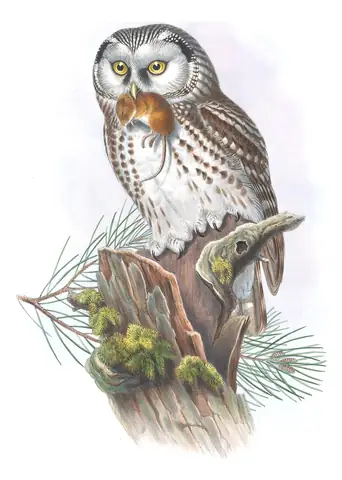 Volume I, plate 36 of Gould's The Birds of Great Britain: Boreal Owl (Aegolius funereus)