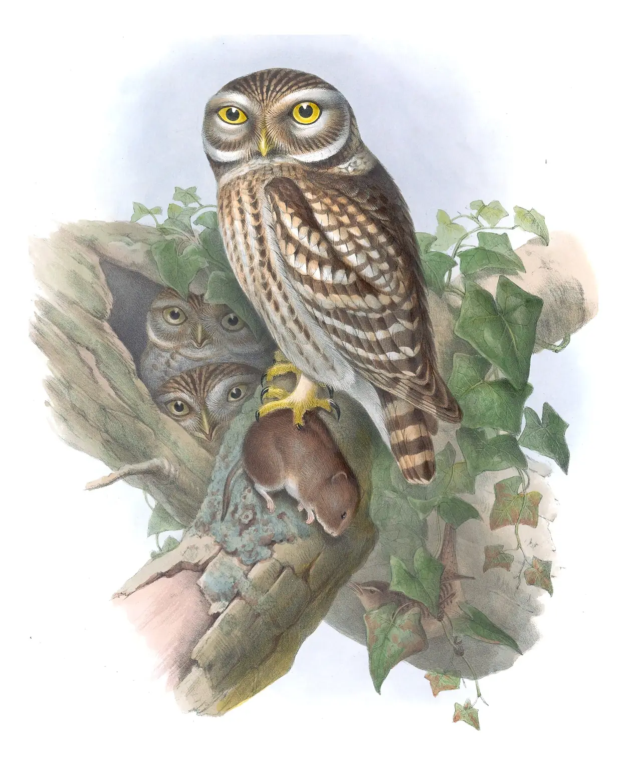 Volume I, plate 37 of Gould's The Birds of Great Britain: Little Owl (Athene noctua)