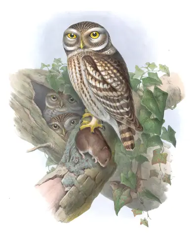 Volume I, plate 37 of Gould's The Birds of Great Britain: Little Owl (Athene noctua)