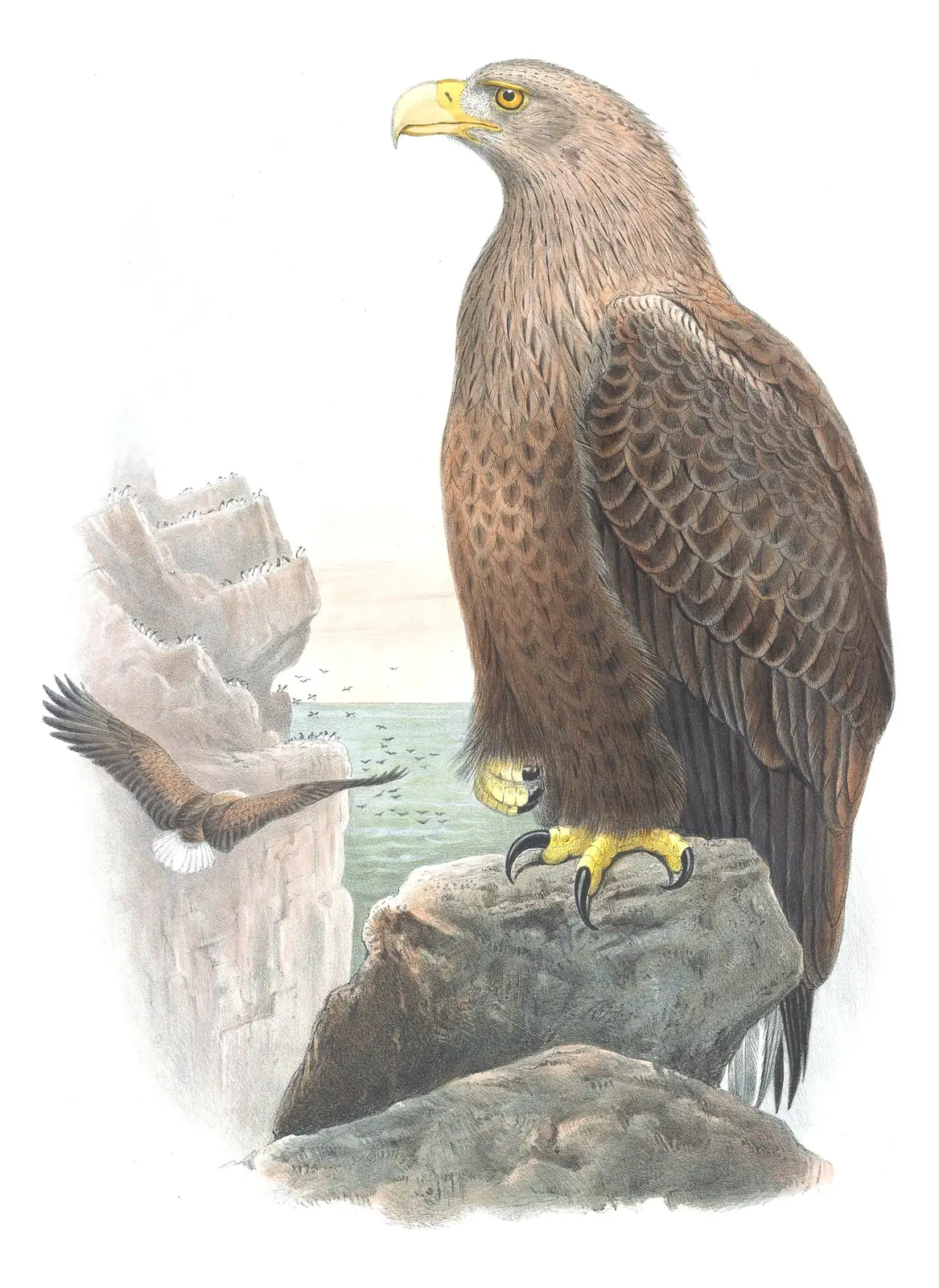 Volume I, plate 4 of Gould's The Birds of Great Britain: White-tailed Eagle (Haliaeetus albicilla)