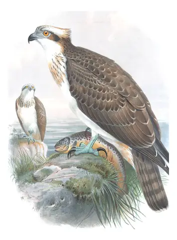 Volume I, plate 5 of Gould's The Birds of Great Britain: Osprey (Pandion haliaetus)